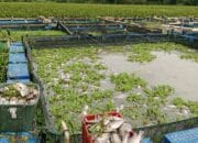 Ribuan Ikan Mati Massal Diduga Akibat Limbah PKS Perk Gunung Bayu