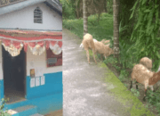 Formappel-RI Desak Audit Anggaran Dana Desa Urung Ganjang Tahun 2024,Diduga Ada Kejanggalan Dalam Penggunaannya