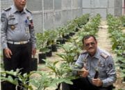 Lapas Kelas IIB Panyabungan Gelar Panen Perdana Terong Biru Dalam Mendukung Program Ketahanan Pangan