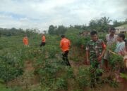 Mayat Lansia Ditemukan Membusuk di Kebun Singkong Jaharun B, Galang