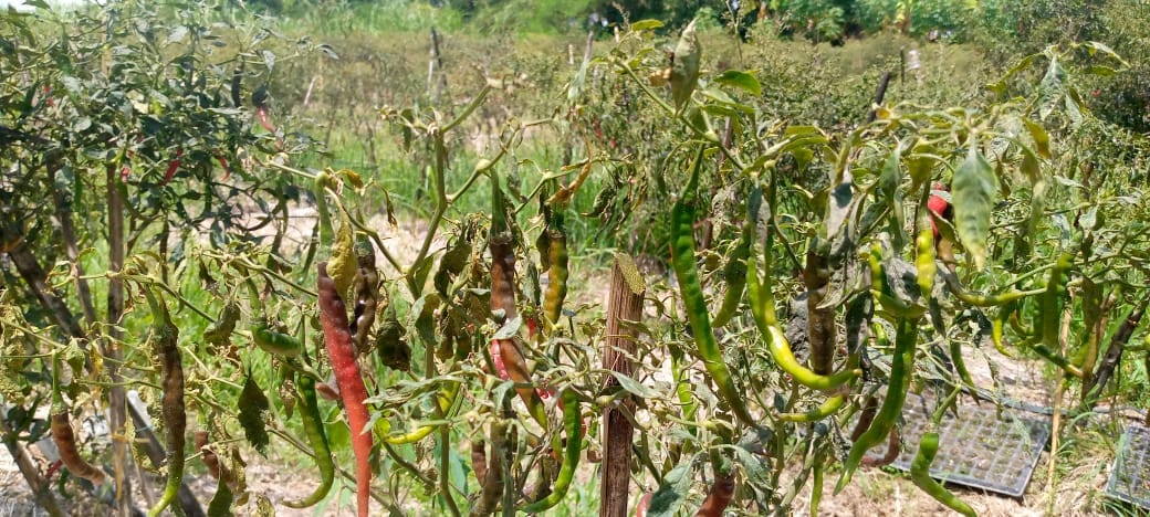Petani cabai