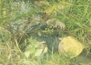 Mayat Mr X Ditemukan Warga Sudah Membusuk