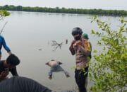 Mayat Laki-laki Warga Aceh Tamiang Ditemukan Telungkup Di Perairan Paluh Karang