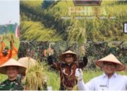 Wakil Wali Kota Tanjungbalai Hadiri Panen Raya Padi Bersama Panglima TNI di Deli Serdang