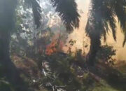 Lahan Pertanian Kebun Sawit Milik Warga Di Langkat Hangus Terbakar