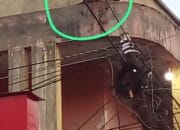 Satwa Monyet Serang Warga Di Langkat