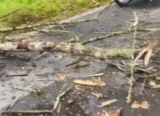 Lalai Evakuasi Pohon Karet Tumbang Hingga Merenggut Nyawa, PT Darsum Terancam Dipidanakan