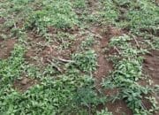 Petani Resah, Tanaman Ubi Milik Warga Tadukan Raga Kembali Dirusak Orang Tak Dikenal