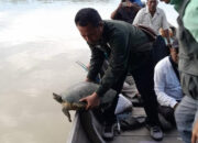 BBKSDA Sumut Lakukan Pelepasliaran Tuntong Laut