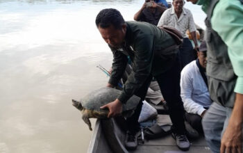 BBKSDA Sumut Lakukan Pelepasliaran Tuntong Laut