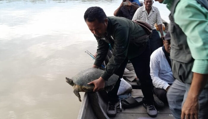 BBKSDA Sumut Lakukan Pelepasliaran Tuntong Laut