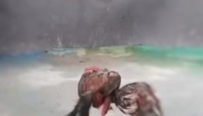 Perintah Berantas Judi Digaungkan, Judi Sabung Ayam di Medan Tuntungan Justru Bebas Beroperasi