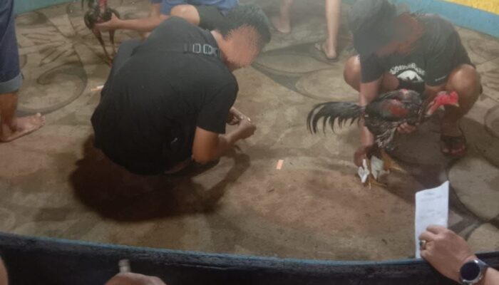 Warga Kecewa! Sabung Ayam Terang-Terangan di Marelan, Kemana Penegak Hukum?