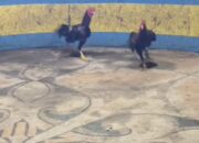 Diduga Abaikan Desakan Publik: Bungkamnya Petinggi Polres Belawan Sentuh Arena Judi Sabung Ayam Tuai Tanda Tanya Besar