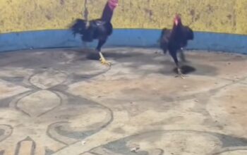 Diduga Abaikan Desakan Publik: Bungkamnya Petinggi Polres Belawan Sentuh Arena Judi Sabung Ayam Tuai Tanda Tanya Besar