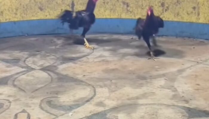 Diduga Abaikan Desakan Publik: Bungkamnya Petinggi Polres Belawan Sentuh Arena Judi Sabung Ayam Tuai Tanda Tanya Besar