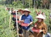 Aksi Nyata “Berjemur”: Bupati Asri Ludin Tambunan Turun ke Ladang, Borong Cabai Petani Kutalimbaru