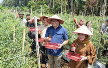 Aksi Nyata “Berjemur”: Bupati Asri Ludin Tambunan Turun ke Ladang, Borong Cabai Petani Kutalimbaru