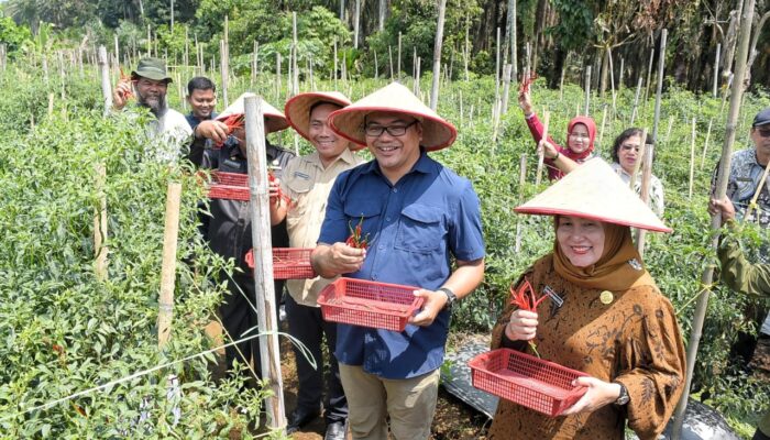 Aksi Nyata “Berjemur”: Bupati Asri Ludin Tambunan Turun ke Ladang, Borong Cabai Petani Kutalimbaru