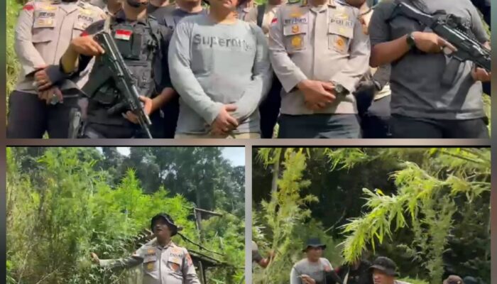 Polres Gayo Lues Ungkap Penemuan Ladang Ganja Seluas 43,25 Hektar di 3 Lokasi Perbukitan