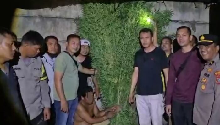 Kebun Ganja di Balik Ladang Sayur Terbongkar, Satres Narkoba Polresta Deli Serdang Bersama Polsek Tanjung Morawa Sita 40 Batang dan 38 Paket Siap Edar