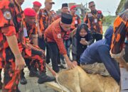 Idul Adha 1447 H: MPC PP Deli Serdang Tebar Kepedulian, 9 Sapi Kurban Dibagikan untuk Masyarakat