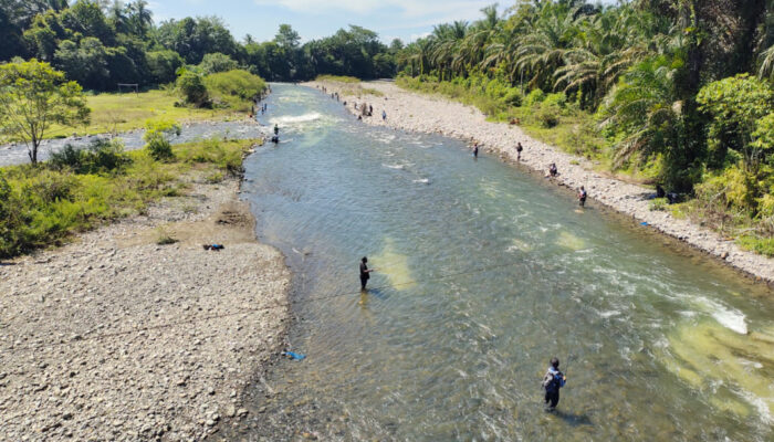 Lubuk Larangan Dibuka, Seratusan Pemancing Padati Sei Bahorok Timbang Lawan.