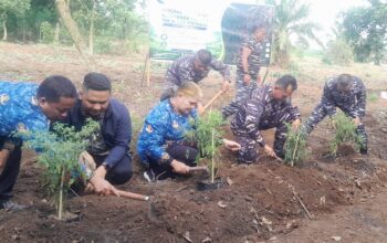 Tingkatkan Ketahanan Pangan, TNI AL Kodaeral I Tanam Perdana Kedelai di Lahan 270 Hektare di Deli Serdang