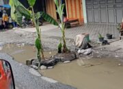 Geger Pohon Pisang Tumbuh Di Tengah Jalan Provinsi Di Salapian