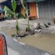 Geger Pohon Pisang Tumbuh Di Tengah Jalan Provinsi Di Salapian