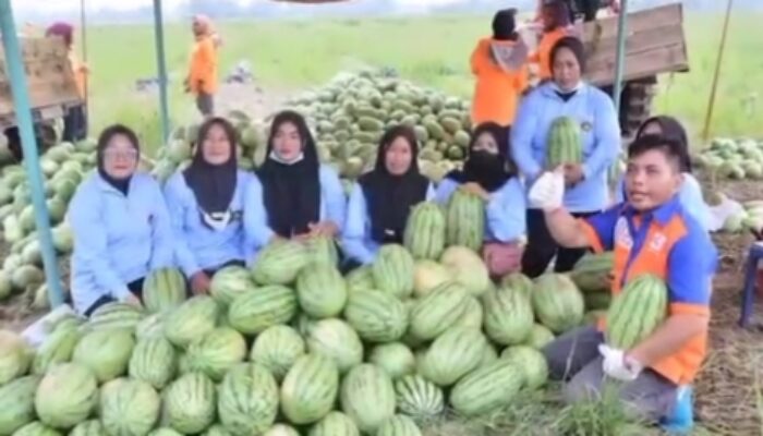 Petani Buah di Serdang Bedagai Ikut Merasakan Dampak Program MBG Bapak Prabowo