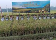 Dukung Program Ketahanan Pangan Nasional, Panglima TNI Panen Raya Padi Di Kecamatan Sirapit