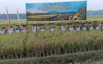 Dukung Program Ketahanan Pangan Nasional, Panglima TNI Panen Raya Padi Di Kecamatan Sirapit