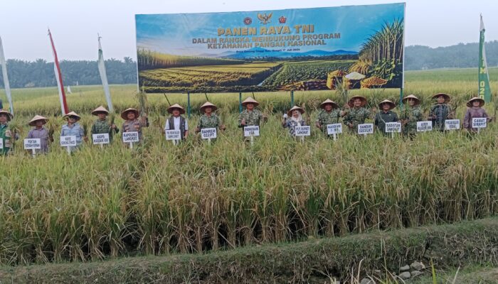 Dukung Program Ketahanan Pangan Nasional, Panglima TNI Panen Raya Padi Di Kecamatan Sirapit
