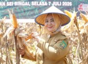 Plt. Bupati Tiorita Pimpin Panen Raya Jagung, Perkuat Swasembada Pangan di Langkat