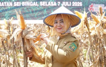 Plt. Bupati Tiorita Pimpin Panen Raya Jagung, Perkuat Swasembada Pangan di Langkat