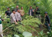 Unit Reskrim Polsek Kuala, Ungkap Ladang Ganja Di Desa Garunggang dan Amankan Satu Pelaku