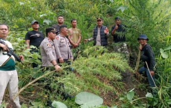 Unit Reskrim Polsek Kuala, Ungkap Ladang Ganja Di Desa Garunggang dan Amankan Satu Pelaku