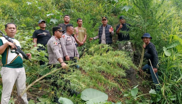 Unit Reskrim Polsek Kuala, Ungkap Ladang Ganja Di Desa Garunggang dan Amankan Satu Pelaku