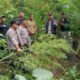 Unit Reskrim Polsek Kuala, Ungkap Ladang Ganja Di Desa Garunggang dan Amankan Satu Pelaku