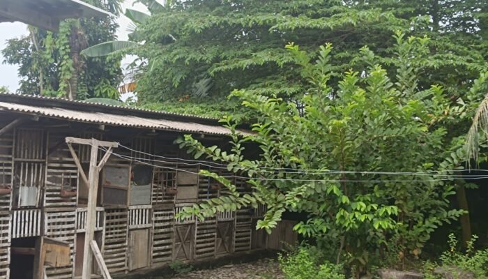 Kandang Ayam Berdempetan, Dapur Dinilai Kecil Untuk Ribuan Porsi MBG: SPPG Klambir Lima DISOROT!